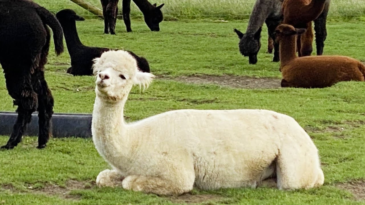 Alpacas in the UK YouTube