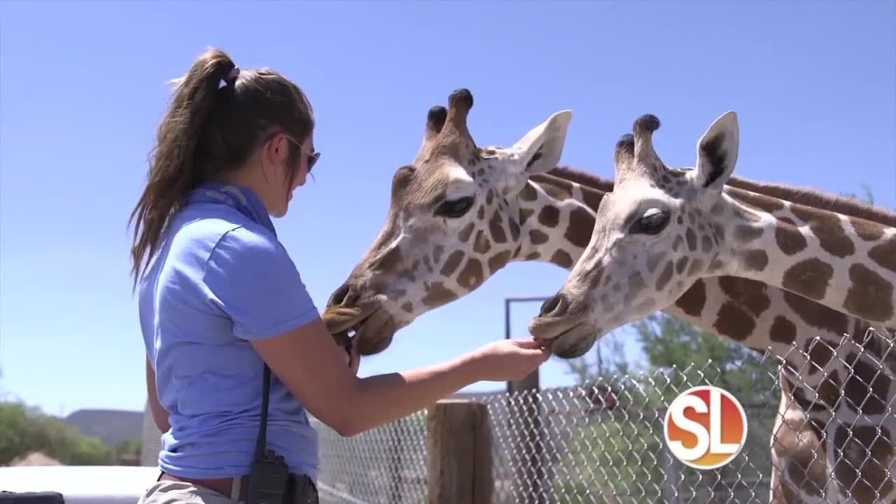 4 set – cute Giraffe sottobicchiere – Safari Africa Animal Wild