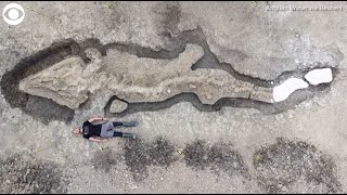 'Sea dragon' fossil discovered in the U.K.