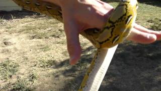 Platinum Retic