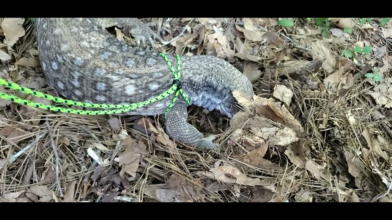 Clawdius Digging in Leaves