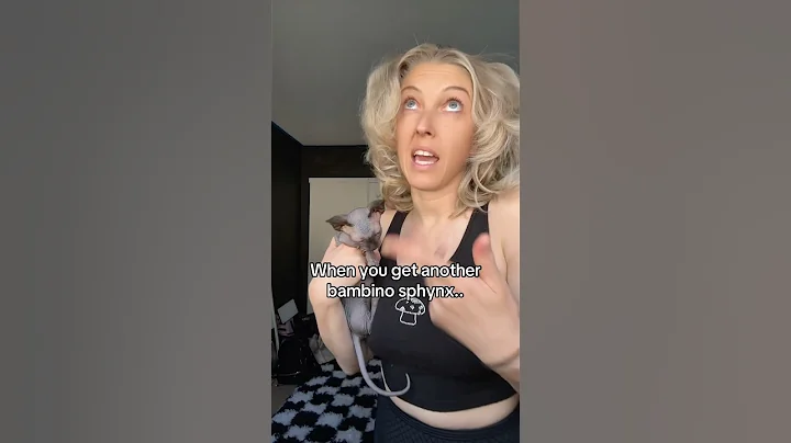 Watch the video about Would you get a bambino sphynx? #sphynx #bambinosphynx #bambino #munchkincats