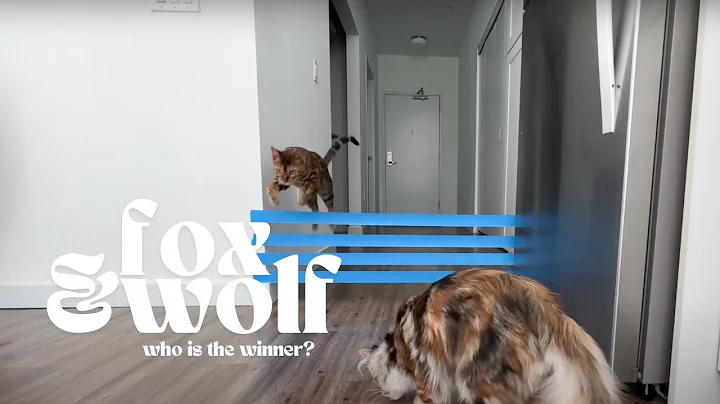Watch the video about Jumping challenge bengal vs maine coon cat | fox & wolf the siblings series