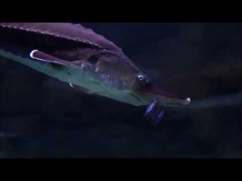 Интересные факты - Белуга