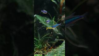 Green neon tetras #aquarium