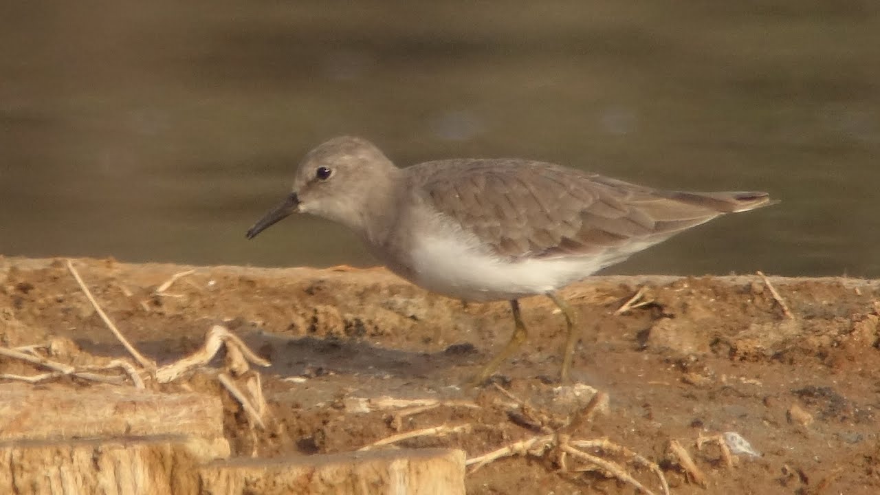 TEMMINCK'S STINT at Olhão, Portugal 