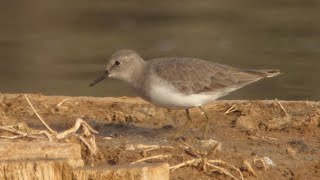 TEMMINCKS STINT at Olhão, Portugal