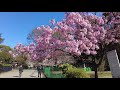 [4K] Лучшие места для любования сакурой в Токио | Nakameguro, Ueno park