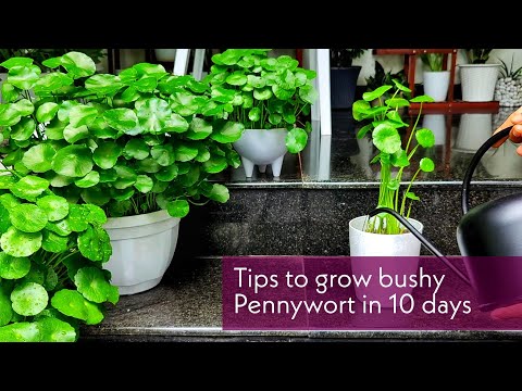 Video: Pennywort Yang Menarik