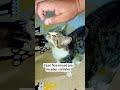 Zezé fica em pé pra ganhar carinho