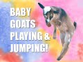 Baby Goats Playing and Jumping, Funny Baby Goats, Happy Baby Goats—Episode 8