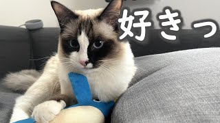 ペンギンのけりぐるみを猫に与えてみた　ラグドール　ペティオけりぐるみ