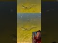 Monster fish outta nowhere #fishing #fish #shortsfeed #reels #viral #bassfishing
