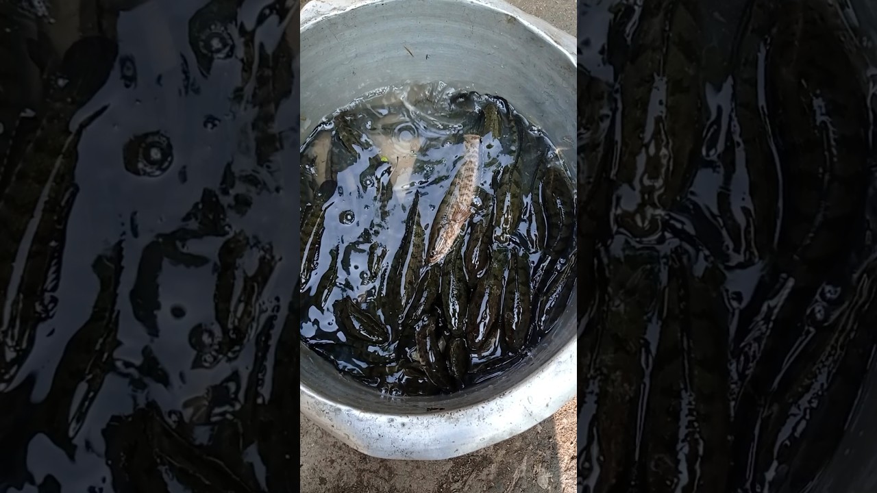 Deshi Latha Macher Curry 