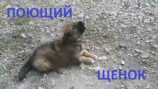 Щенок поет под разную музыку