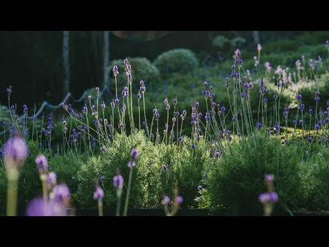 薰衣草森林 Lavender Forest 官方網站形象影片｜Lavender Forest Official Image Video (Website)