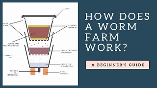 How Does a Worm Farm Work Plus Tips