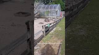 What is this strange tortoise behavior? Let me know if you figure it out. ￼