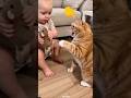 Ein Baby Und Seine Katze Einfach Herzerwärmend Catshorts Animals Shortsfeed