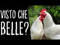 🐔Ma le GALLINE che FINE HANNO FATTO?🐔