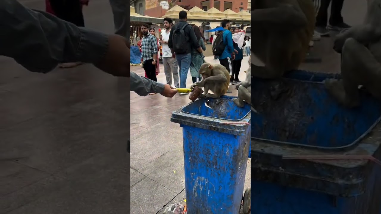 🤣 Try Not To Laugh Challenge 2025 | Funny Animals Compilation 