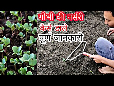 गोभी की नर्सरी कैसे तयार करे | cauliflower nursery | Full gobhi ki kheti | praveen Thakur