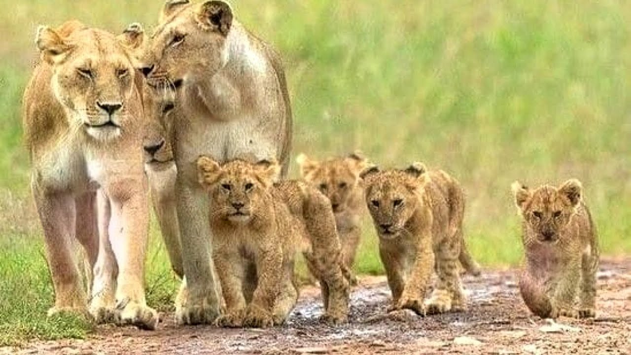 The Mother Lioness's Protecting Her Newborn Cubs | Massai Mara National Reserve | Travins World