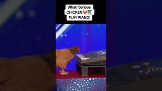 What? Serious! 🐔Chicken Play Piano!鸡#hortvideo#tiktok#shorts#viral#funny#animals#chicken#short#video