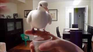 Entrenamiento flyback doves - Magic Cesar