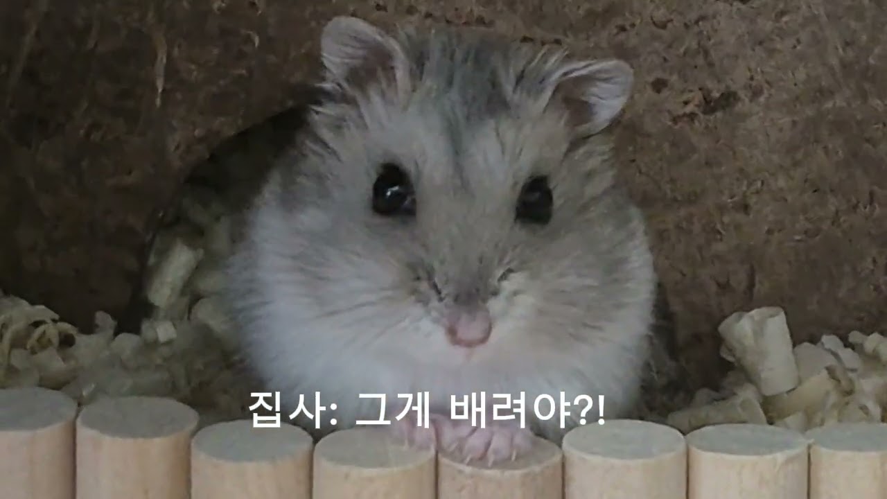 햄토리 #hamster #동물 #웃긴영상 