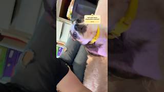 Guys Hes So Silly Anti Z0O