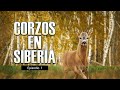 Corzos en Siberia parte 1 | Iberalia GO!