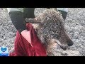 極寒の川の中で動けなくなっていた動物を救出。犬だと信じていたその動物は実は犬ではなかった！【感動】