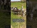 Just look all of these young Lipizzaner stallions - future stars of The Spanish Riding School!