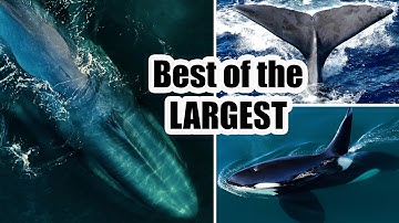 The Largest Animals on the Planet: Incredible Drone Footage