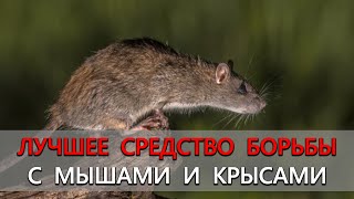 Полностью безопасный и органический способ в борьбе с мышами и крысами. Мыши и крысы уйдут навсегда!