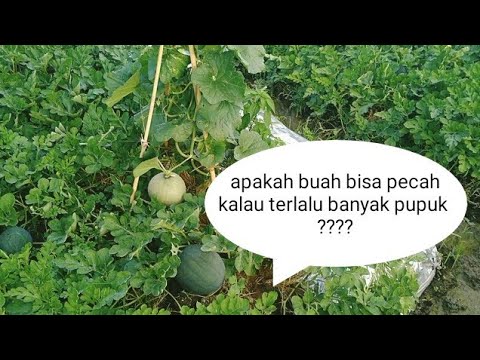 Video: Mengapa Melon Lebih Mahal Dari Semangka