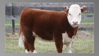 Lot 13- Ohio Beef Expo Miniature Hereford