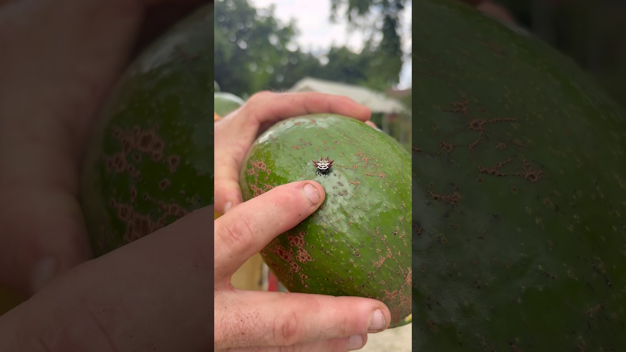 Я нашел паука-краба на одном из моих авокадо ￼