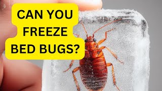 Can you freeze bed bugs to kill them? #bedbugtreatment #bedbugs