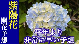 【季節情報】紫陽花の開花予想　平年より非常に早い予想／東京などまもなく開花へ