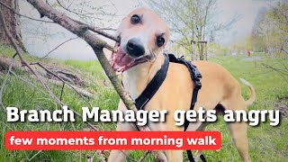 Cute whippet grumbles on branch  Funny Branch Manager in action