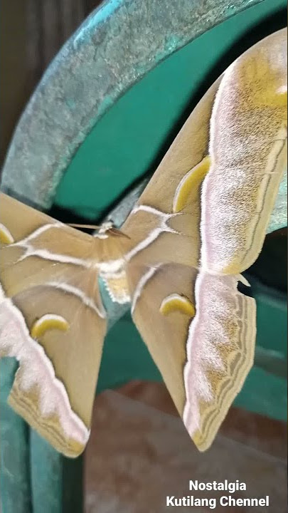 Kupu-kupu Terindah Di Dunia,Shorts,Kupu Kupu Cantik