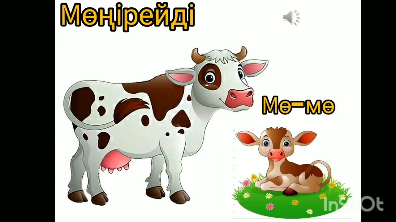 анал шаш үлгісі