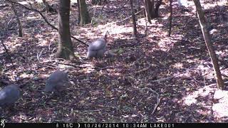 GUINEAFOWL on TRAIL CAMERA in SOUTH AFRICA