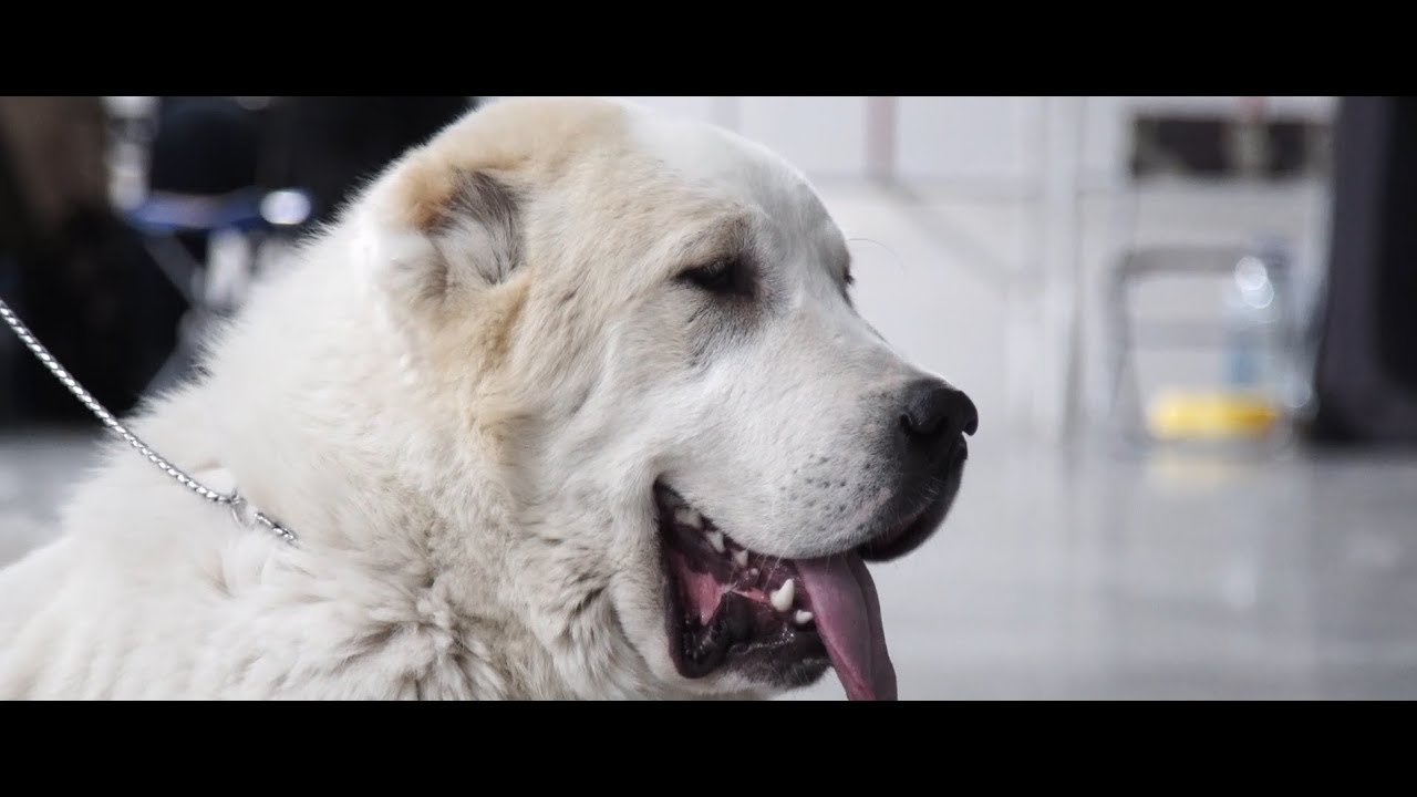 Первая Всемирная выставка собак российских пород  «Мемориал А. П. Мазовера» (2019)