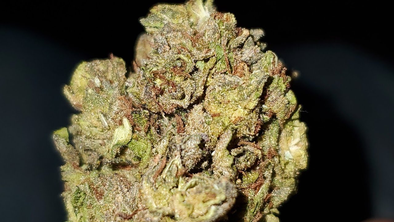 LEMON OZ STRAIN WAKE AND BAKE STYLE