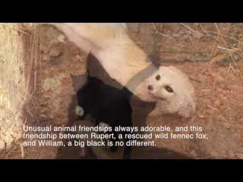 7 Rescued Fennec Fox Reunites With Its Best Friend – A Cat