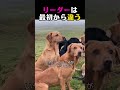 リーダーの名前は「コロンボ(Colombo)」です。スコットランドのキャッスル・ダグラス(Castle Douglas)近郊にある「Riverggins」は、専門の犬舎兼訓練所であり
