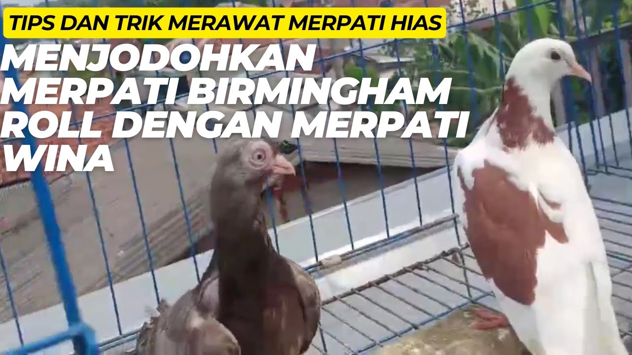 MENJODOHKAN MERPATI HIAS - MERPATI BIRMINGHAM ROLLER  DAN MERPATI WINA- HASILNYA ????